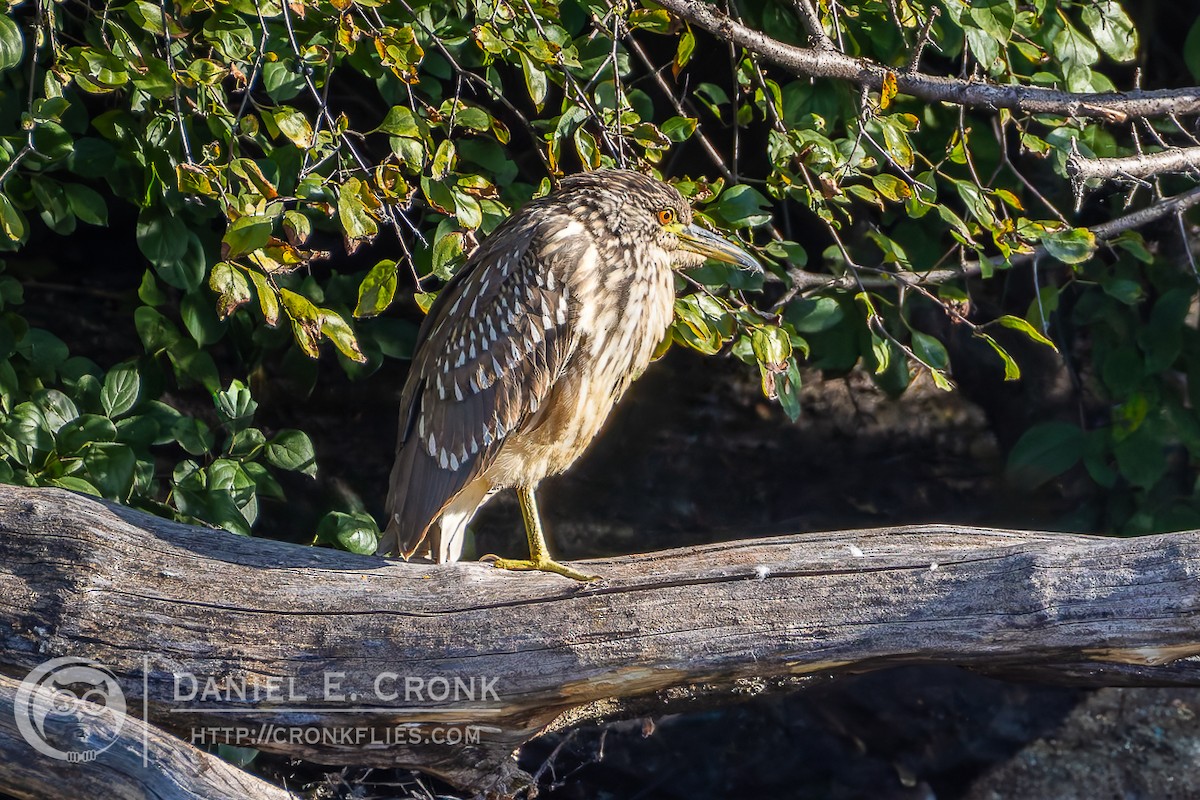 Black-crowned Night Heron - ML624563269