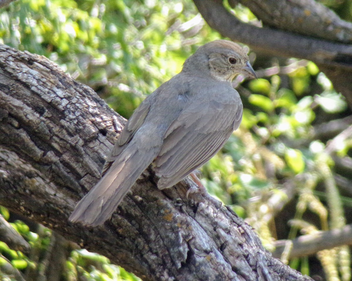 Canyon Towhee - ML624563288