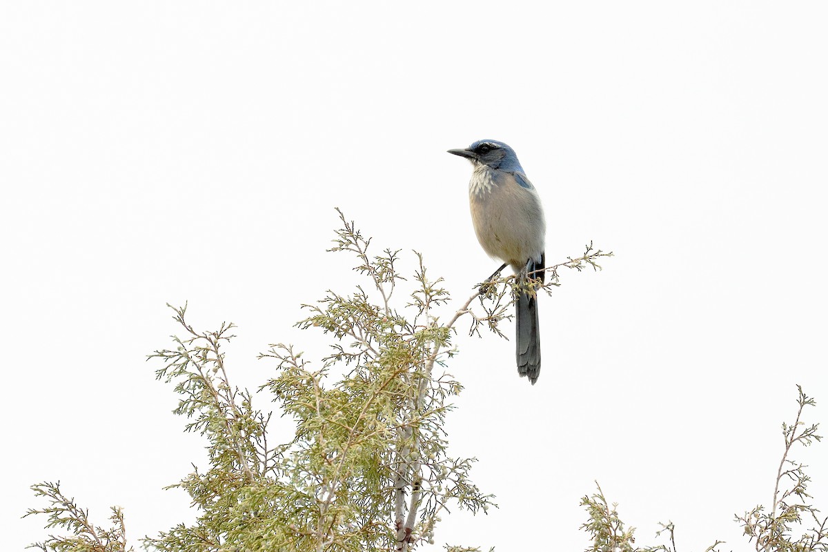 Woodhouse's Scrub-Jay - ML624563298