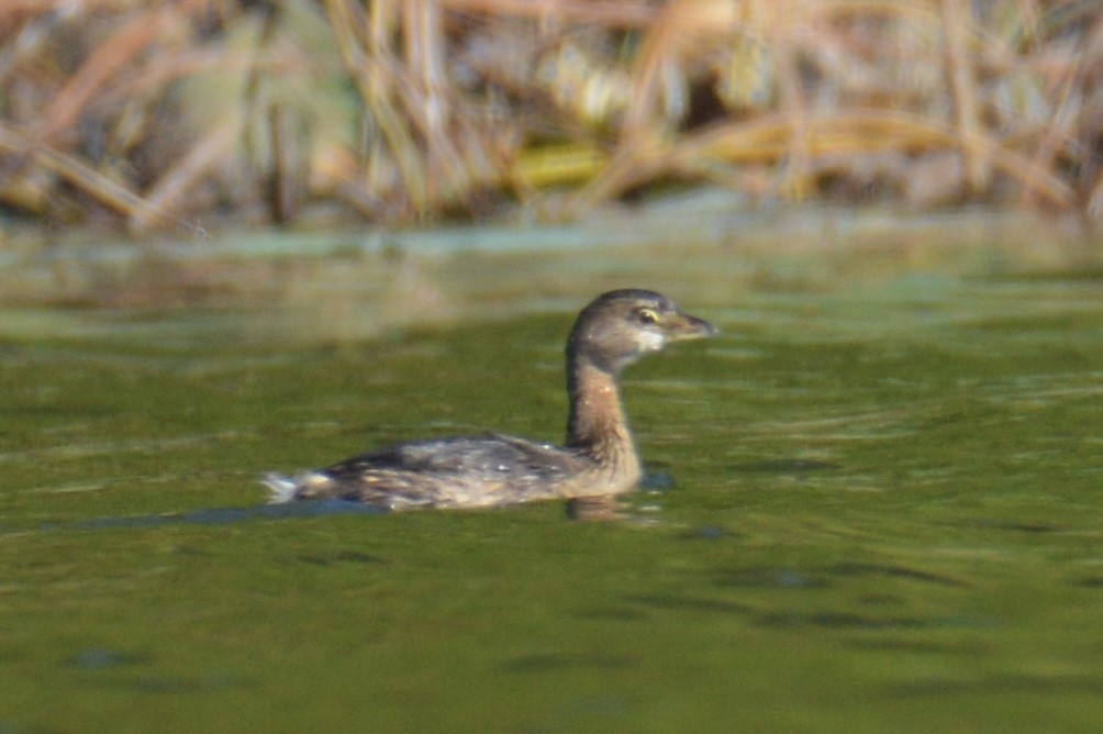 Pied-billed Grebe - ML624563300