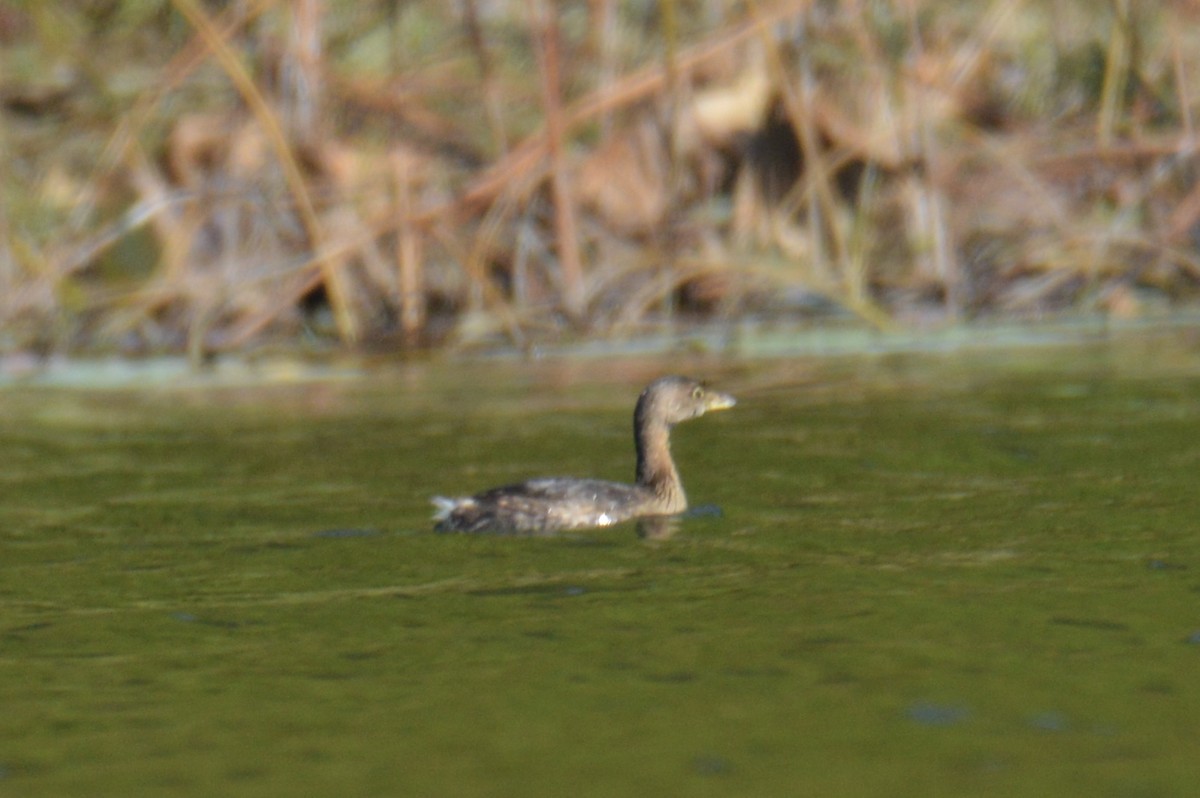 Pied-billed Grebe - ML624563301