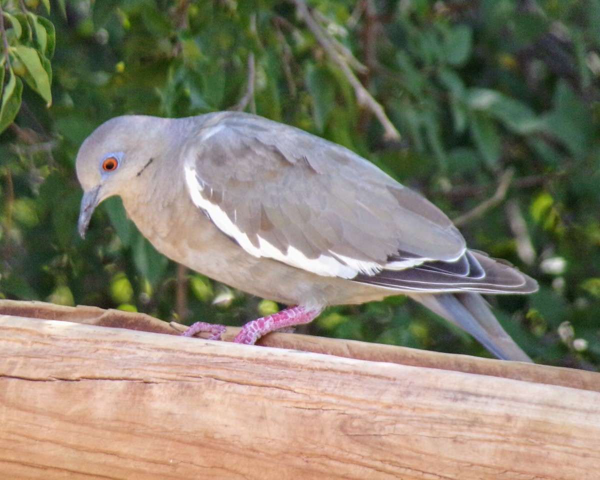 White-winged Dove - ML624563305