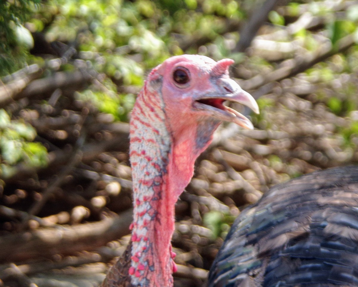 Wild Turkey - ML624563343