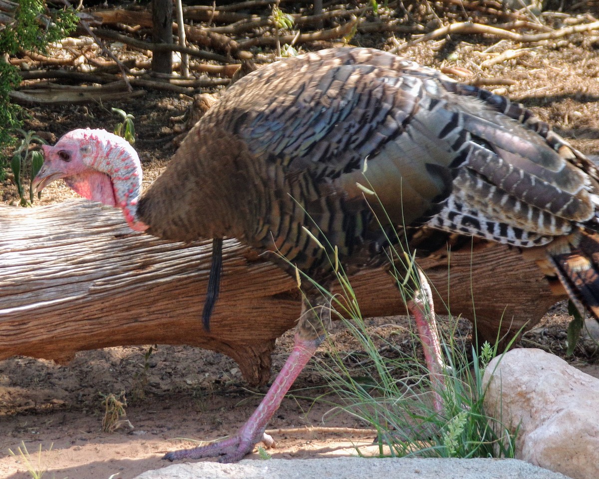 Wild Turkey - ML624563347