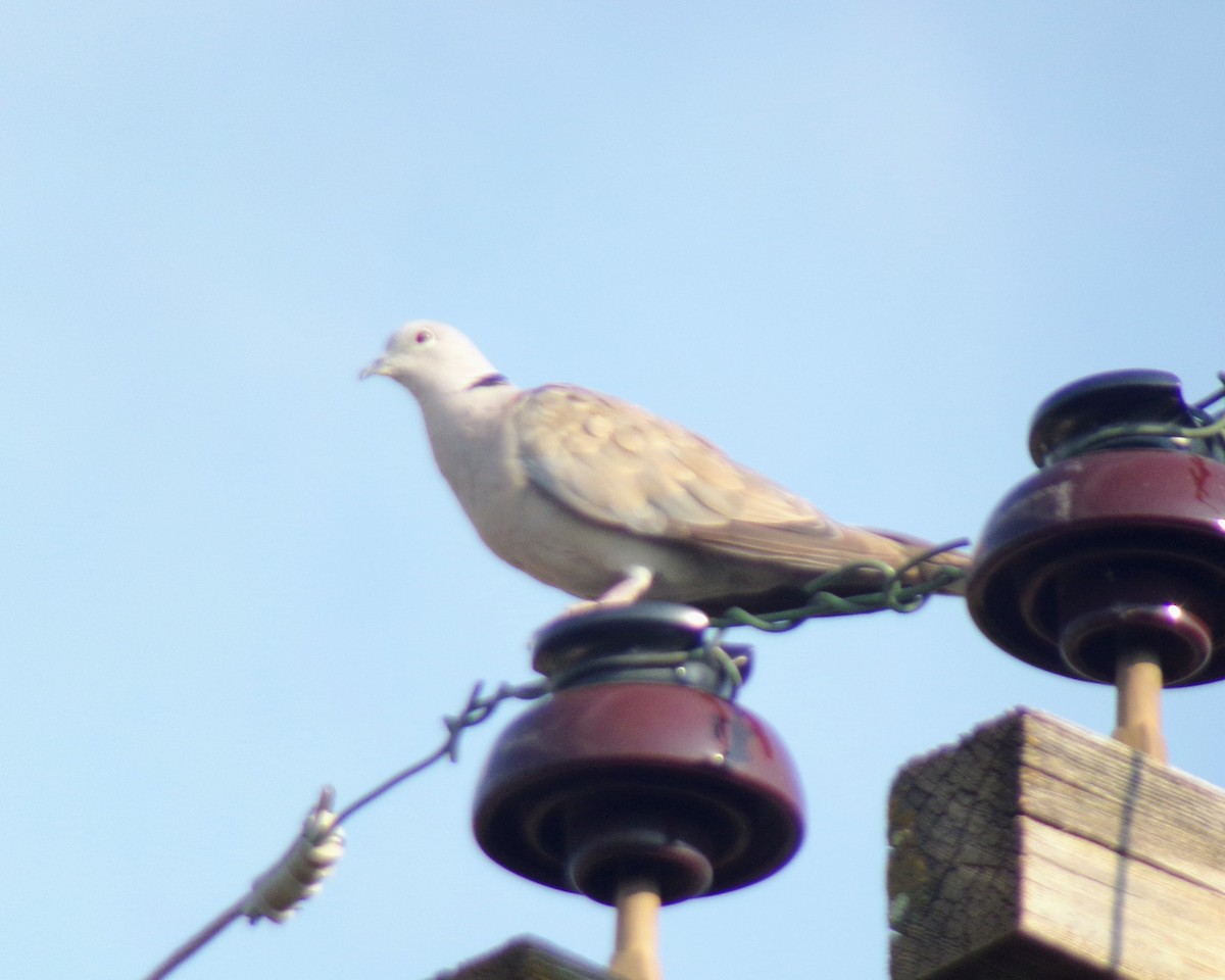 Eurasian Collared-Dove - ML624563381