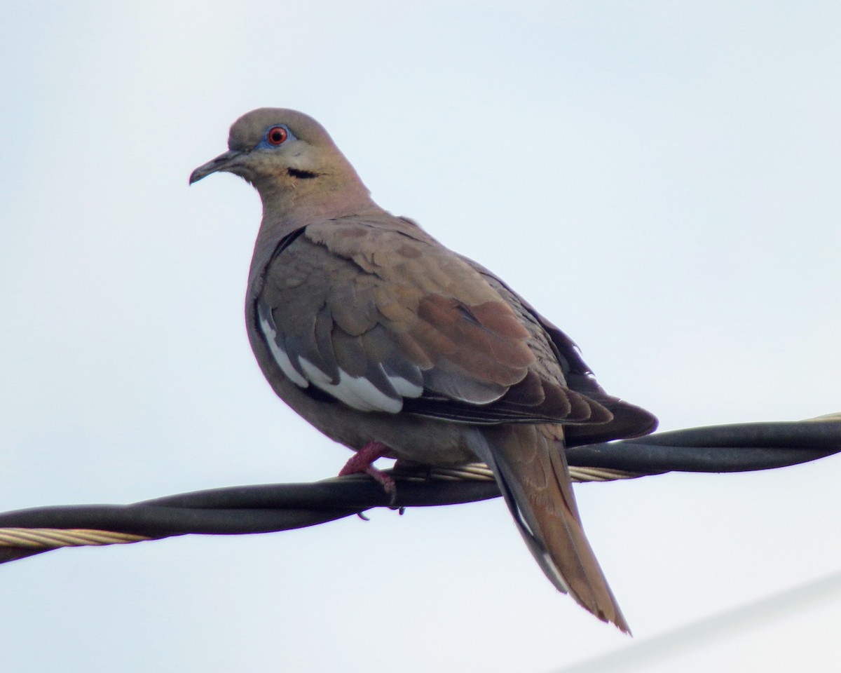 White-winged Dove - ML624563401