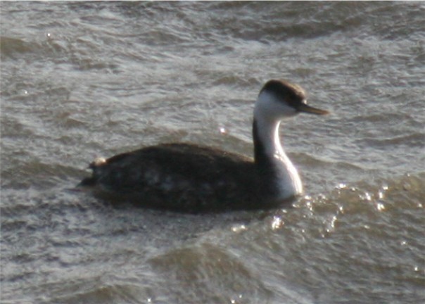 Western Grebe - ML624563403