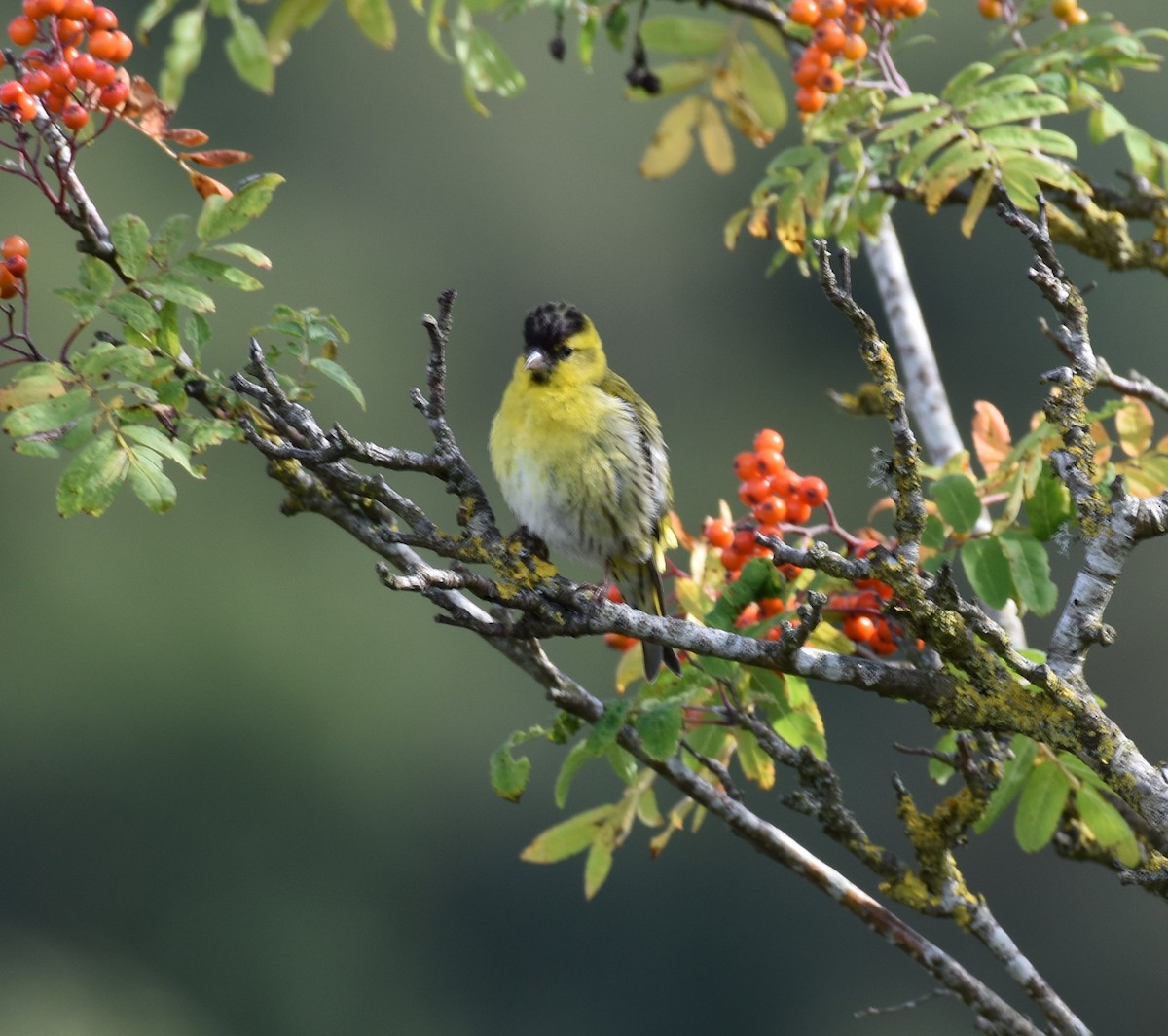 Eurasian Siskin - ML624563406