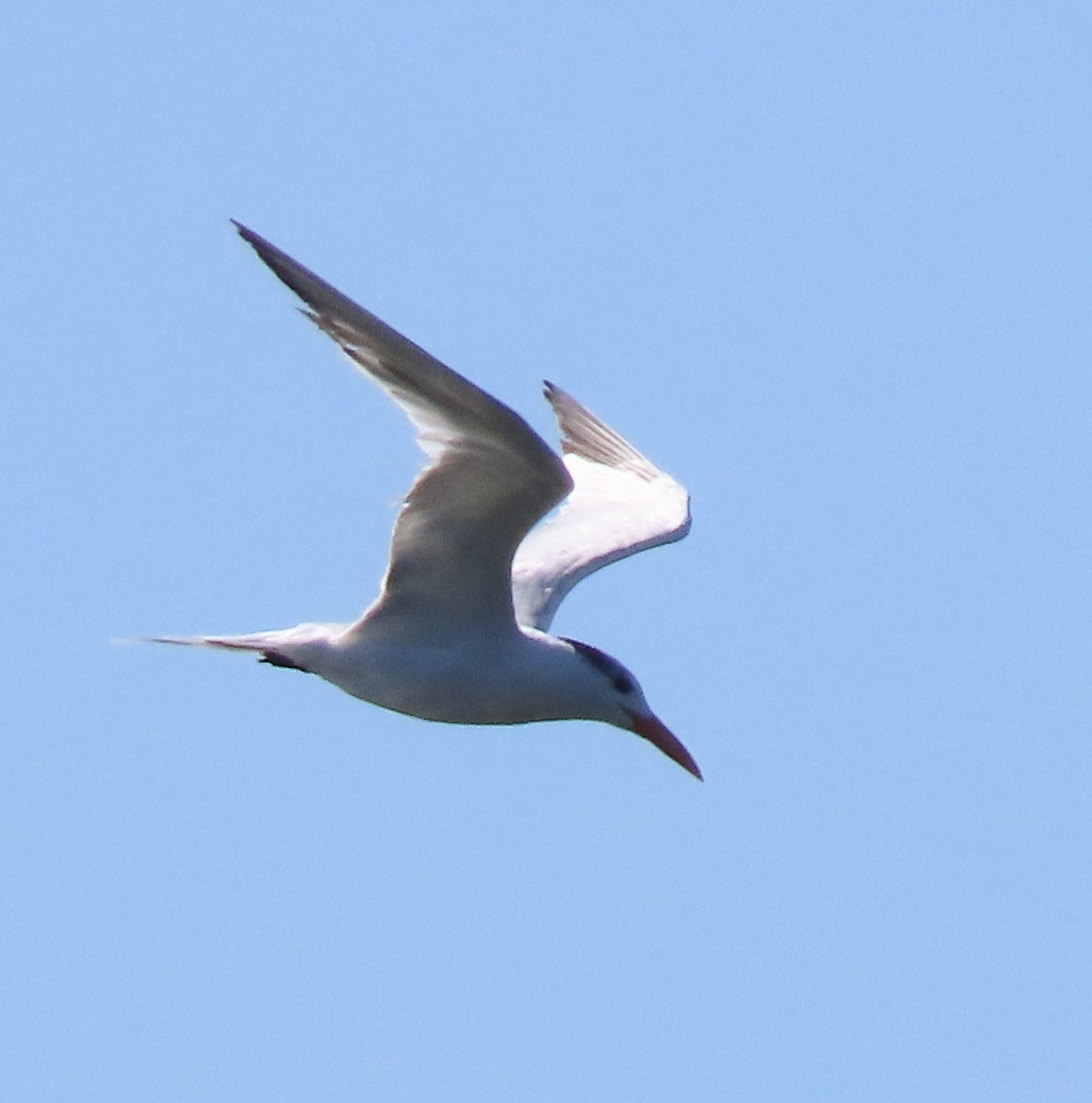 Royal Tern - ML624563408