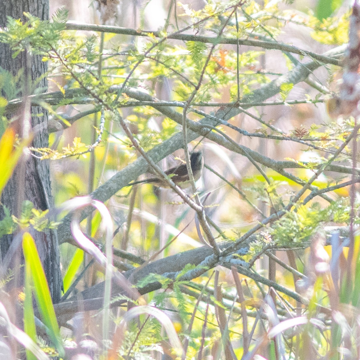 House Sparrow - ML624563431