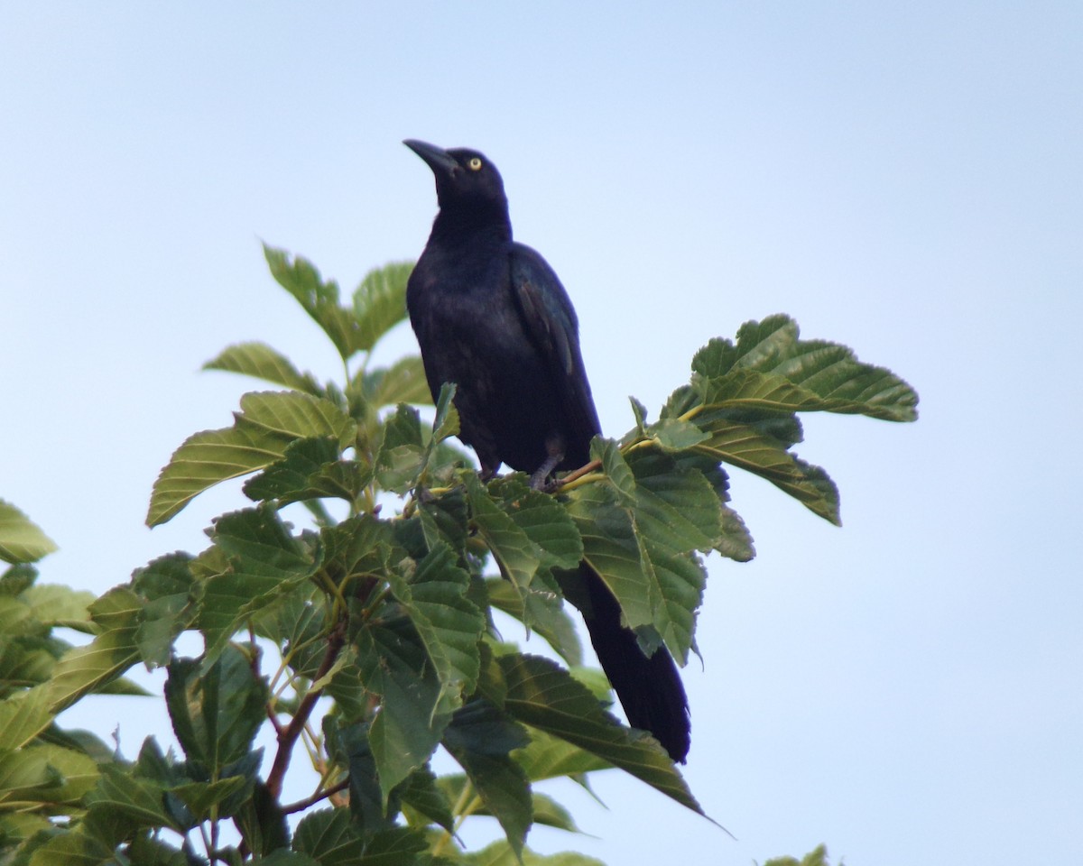 Great-tailed Grackle - ML624563436