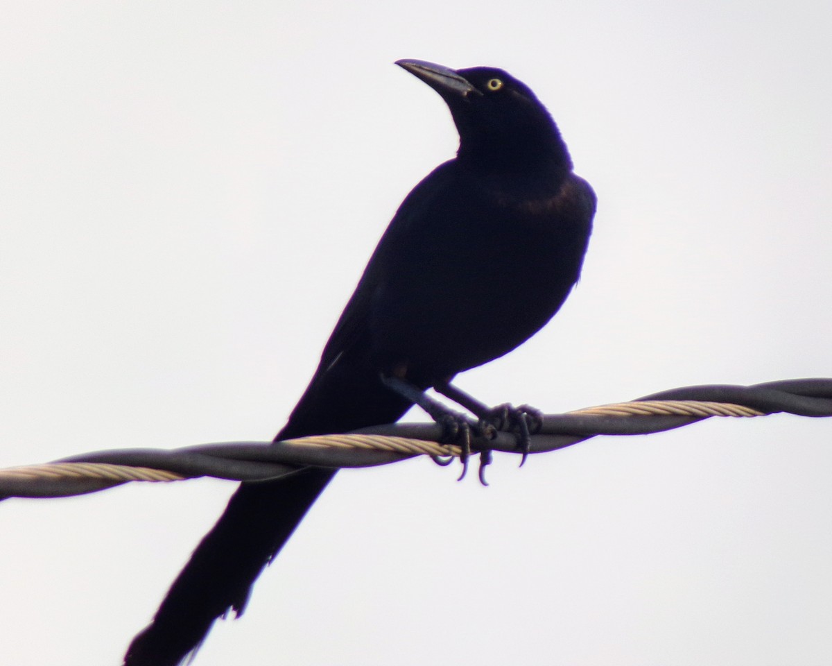 Great-tailed Grackle - ML624563437