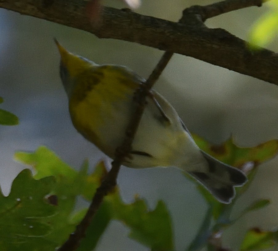 Northern Parula - ML624563446