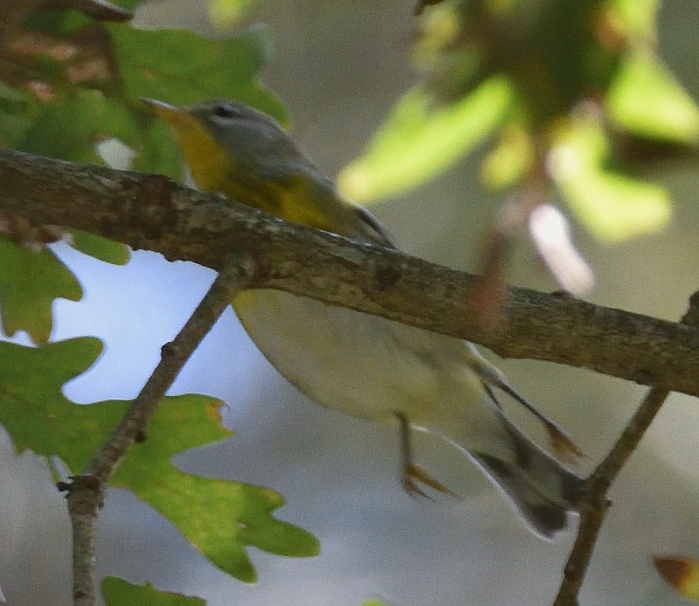 Northern Parula - ML624563447