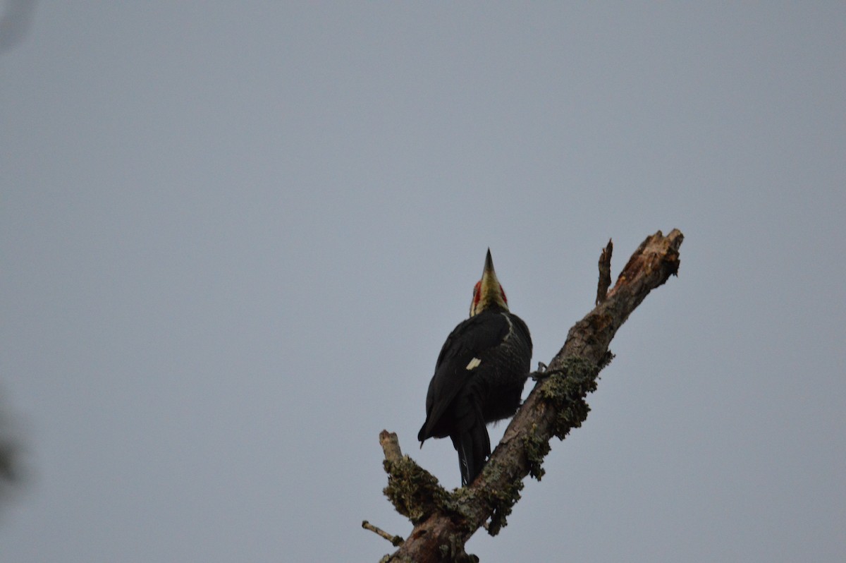 Pileated Woodpecker - ML624563461