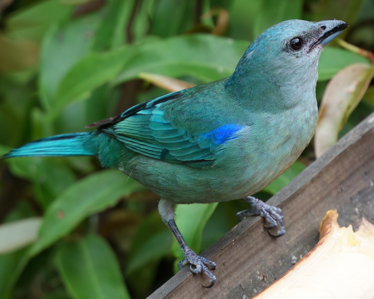 Azure-shouldered Tanager - ML624563466