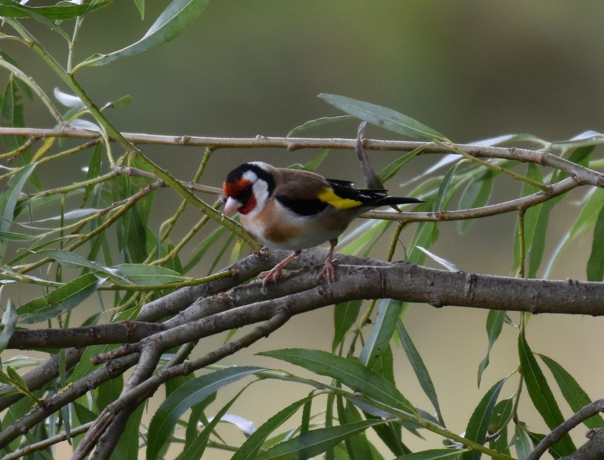 European Goldfinch - ML624563472