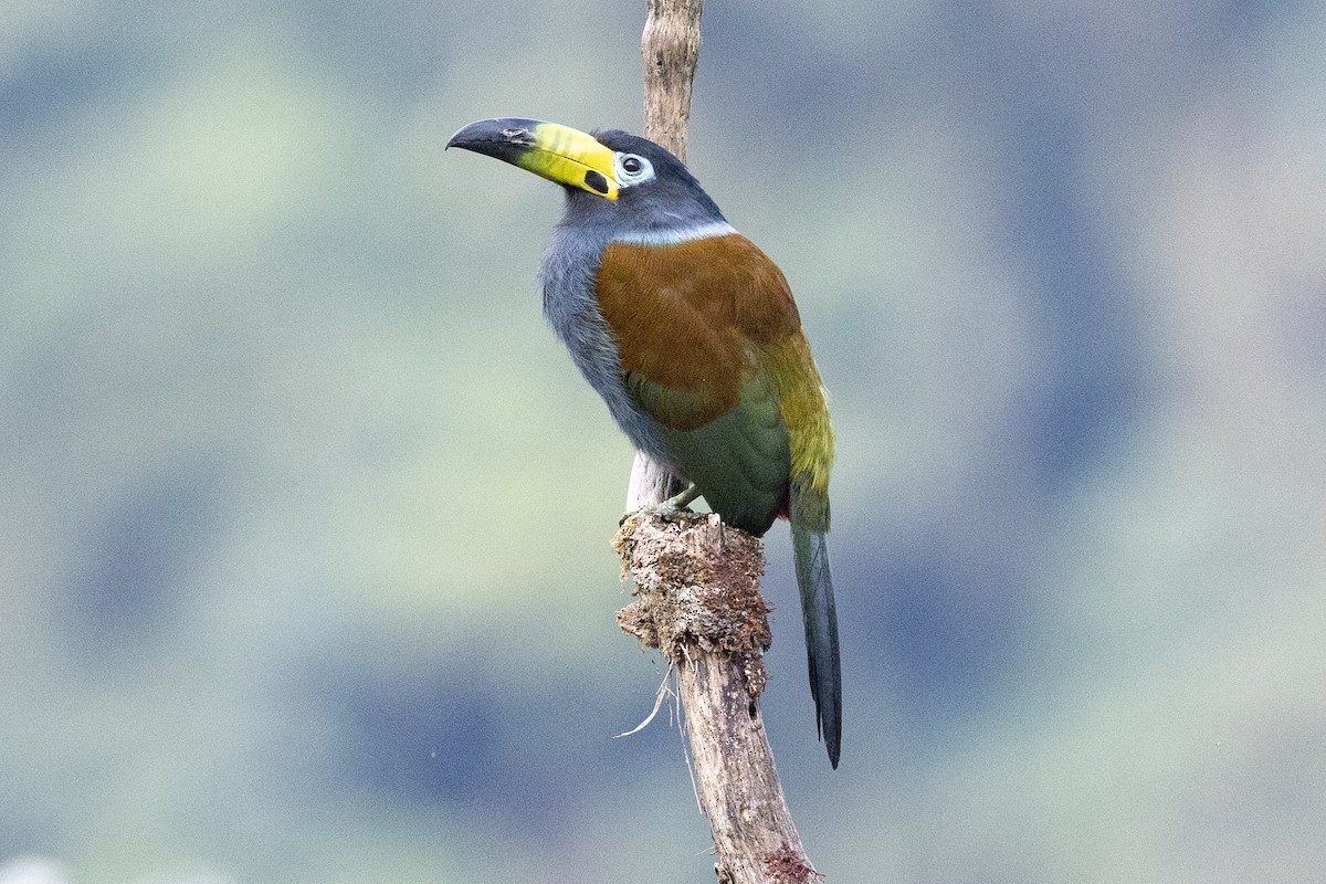 Hooded Mountain-Toucan - Eric VanderWerf