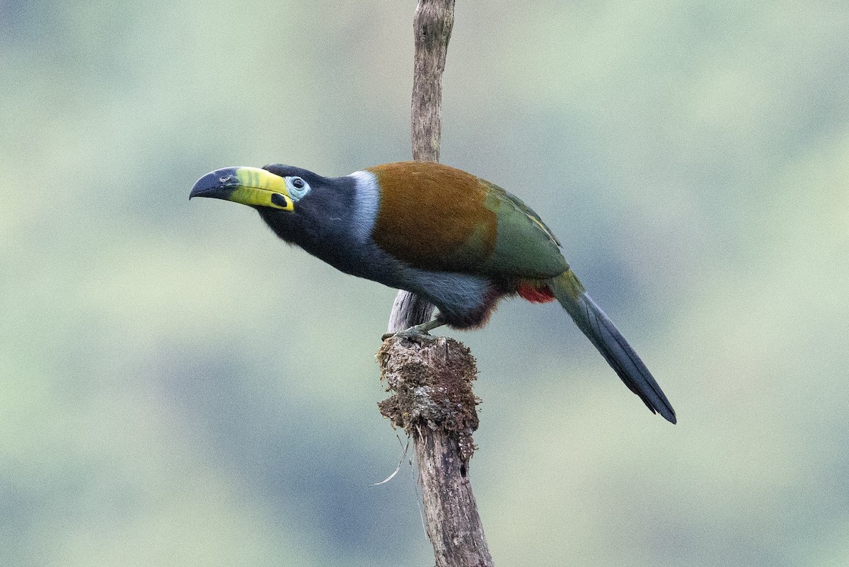 Hooded Mountain-Toucan - ML624563480