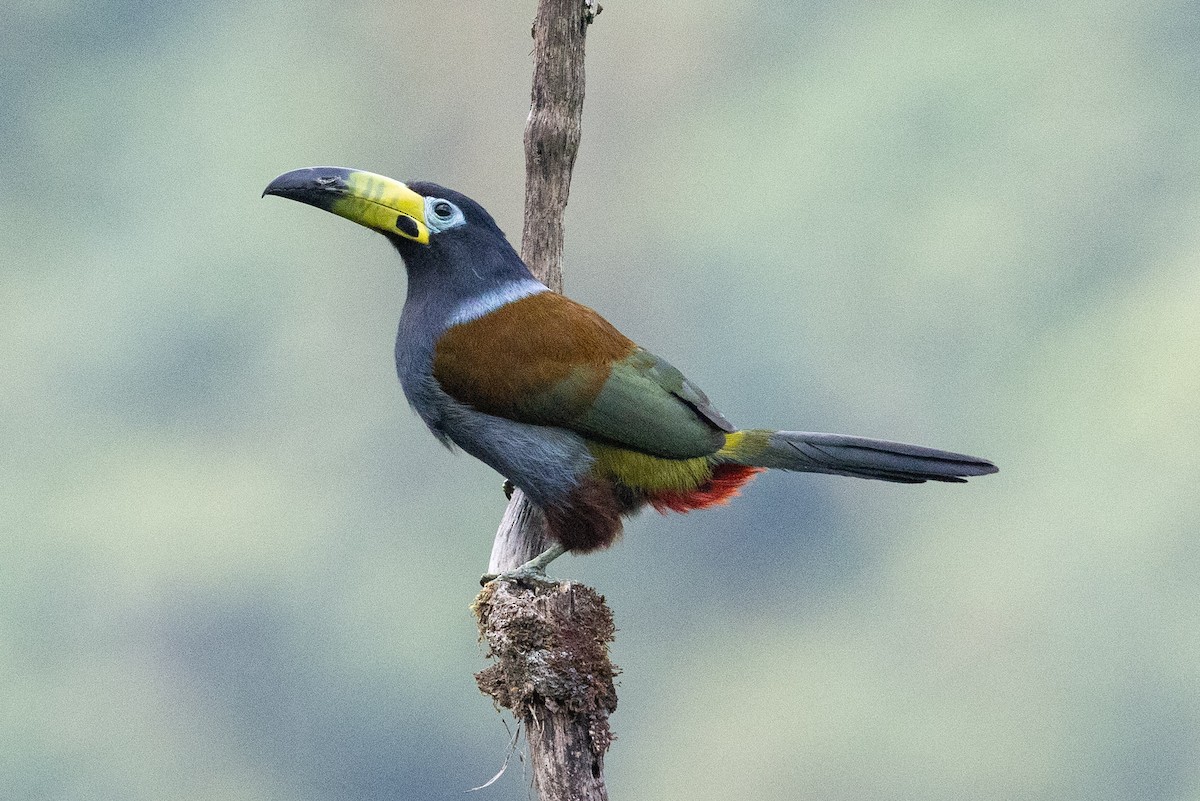 Hooded Mountain-Toucan - ML624563483