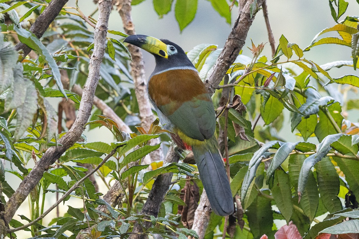 Hooded Mountain-Toucan - ML624563484