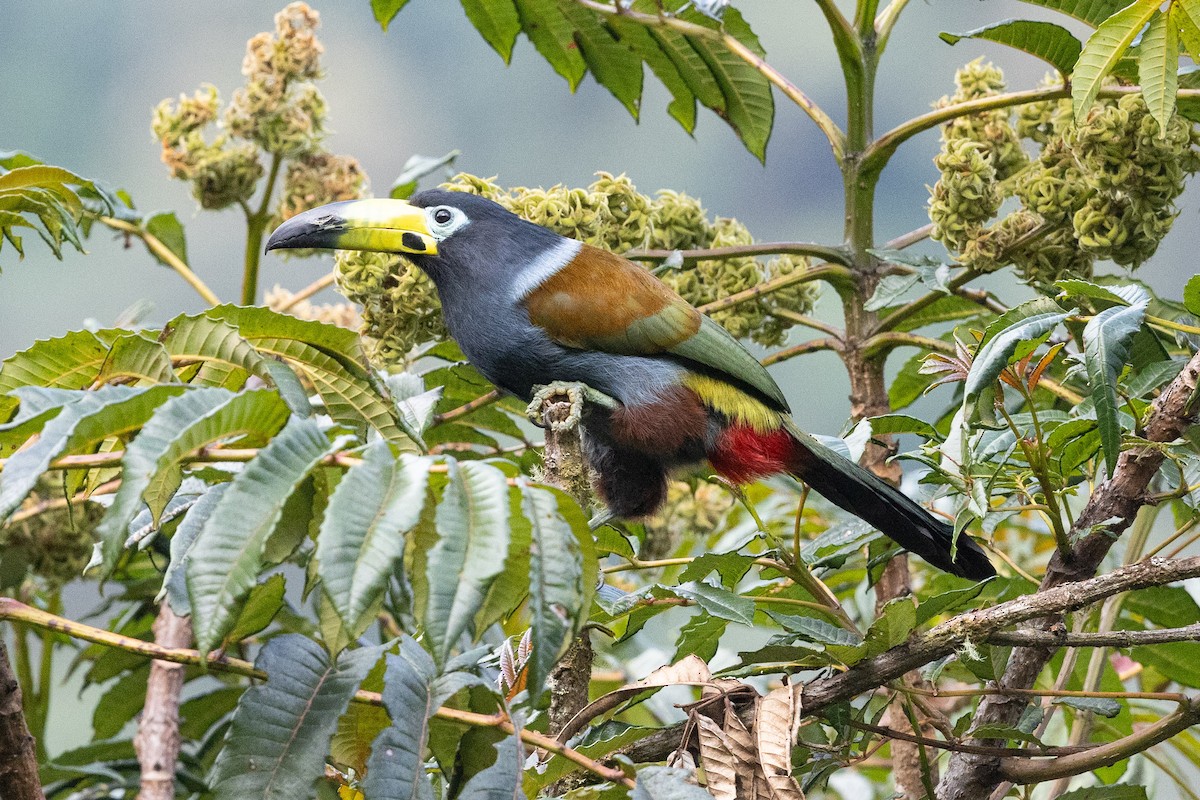 Hooded Mountain-Toucan - Eric VanderWerf