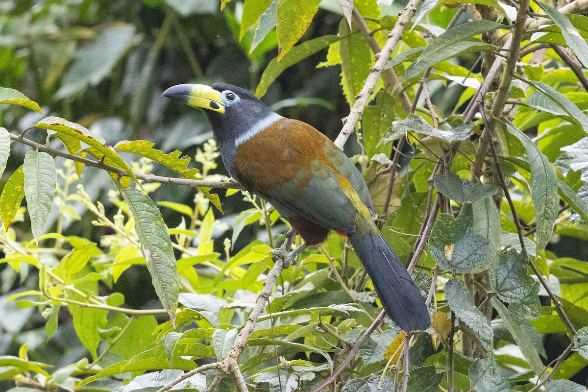 Hooded Mountain-Toucan - ML624563486