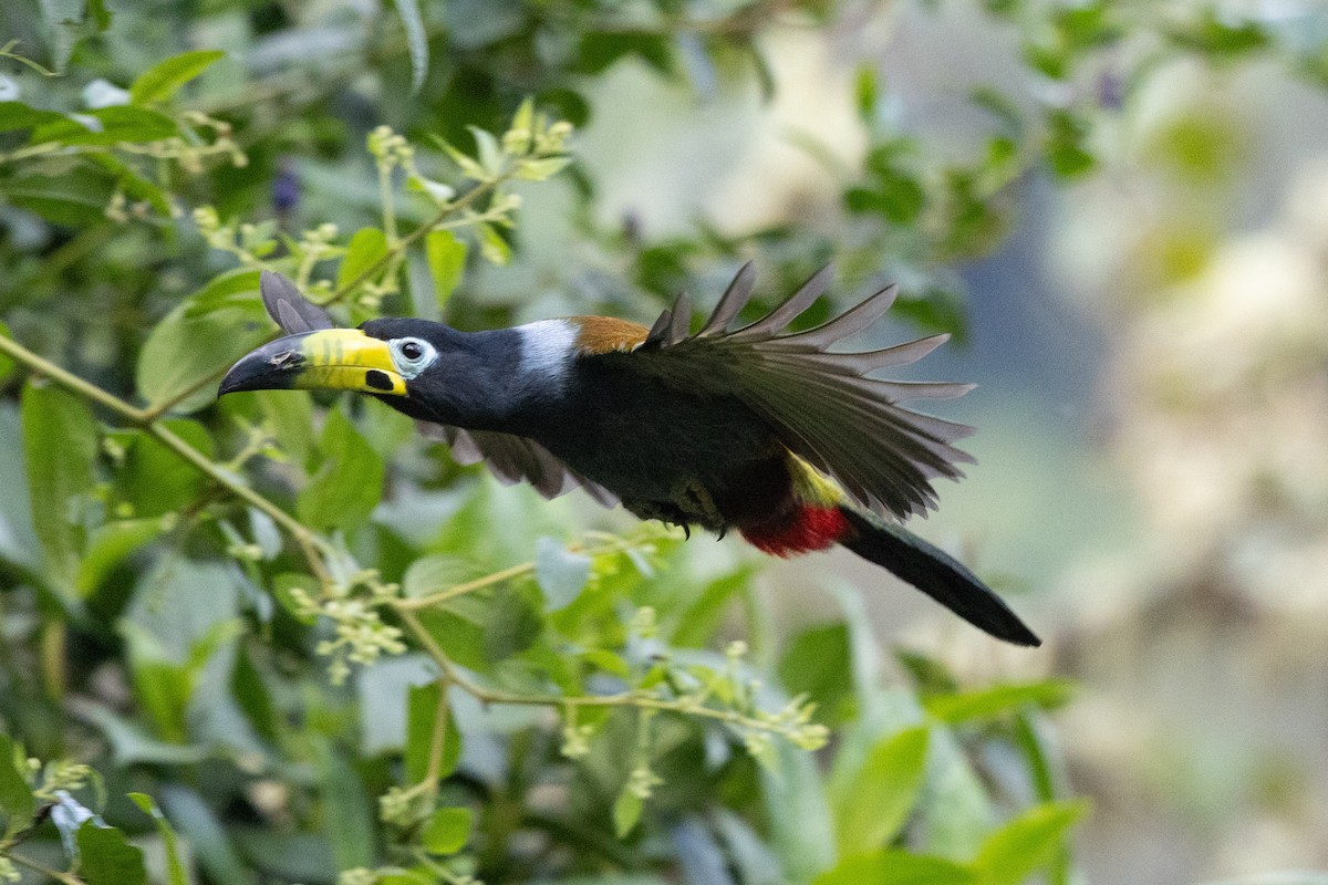 Hooded Mountain-Toucan - ML624563489