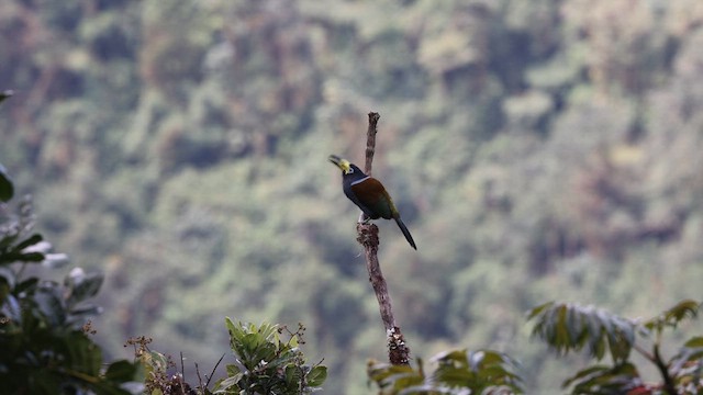 Hooded Mountain-Toucan - ML624563495