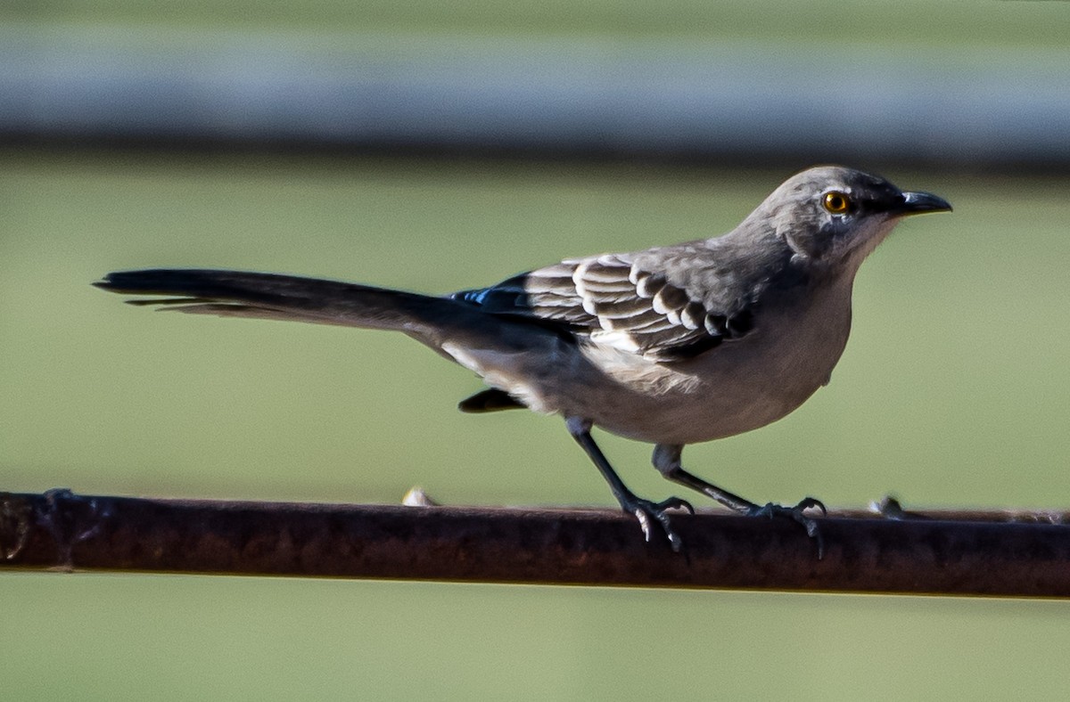 Northern Mockingbird - ML624563519