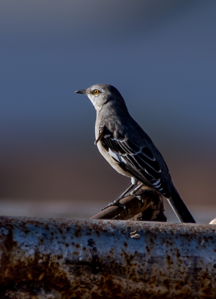 Northern Mockingbird - ML624563520