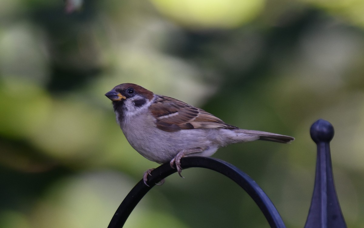 Eurasian Tree Sparrow - ML624563528