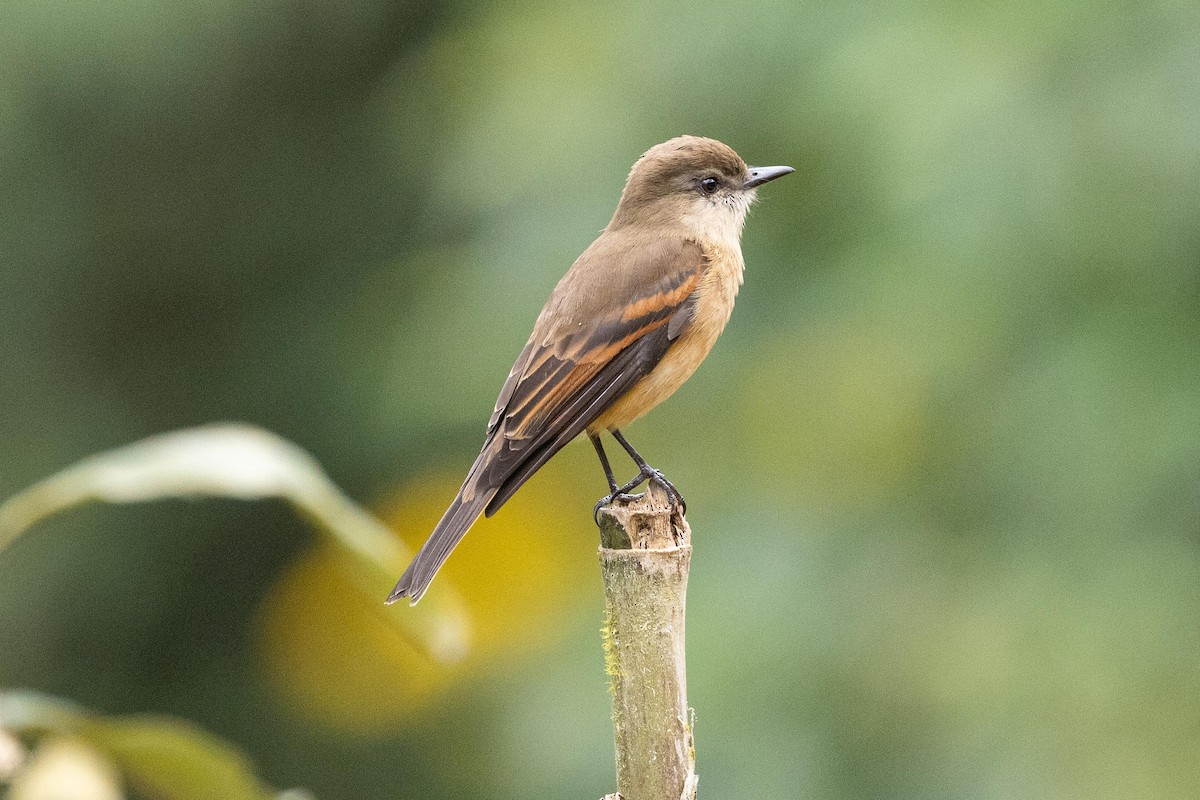 Rufous-bellied Bush-Tyrant - ML624563530