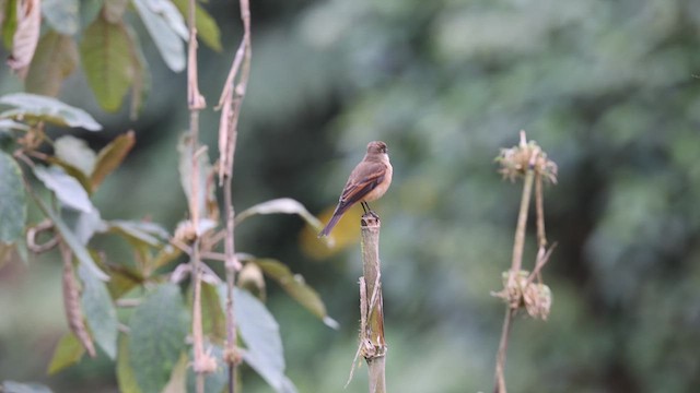 Rufous-bellied Bush-Tyrant - ML624563531