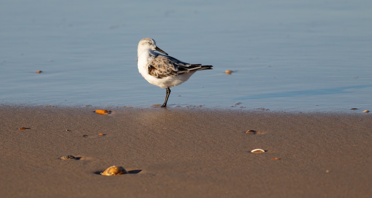 Sanderling - ML624563534