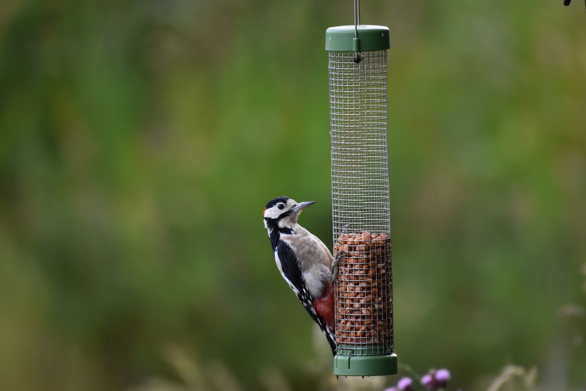 Great Spotted Woodpecker - ML624563561