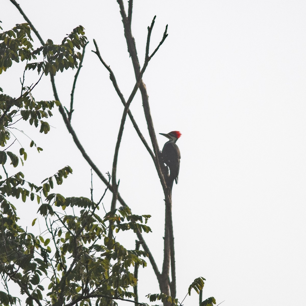 Pileated Woodpecker - ML624563563