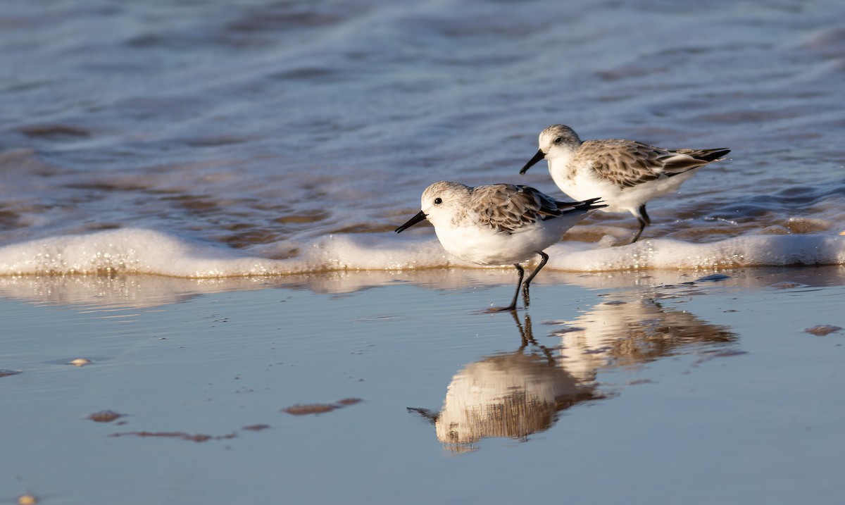 Sanderling - ML624563564