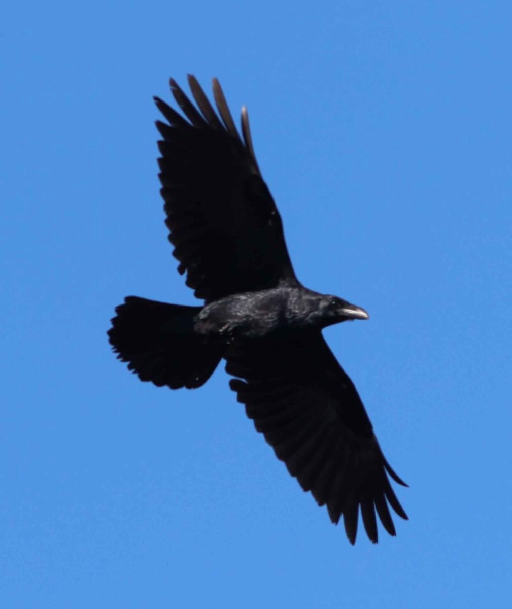 Common Raven - ML624563569