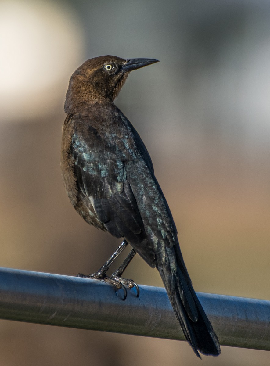 Great-tailed Grackle - ML624563570