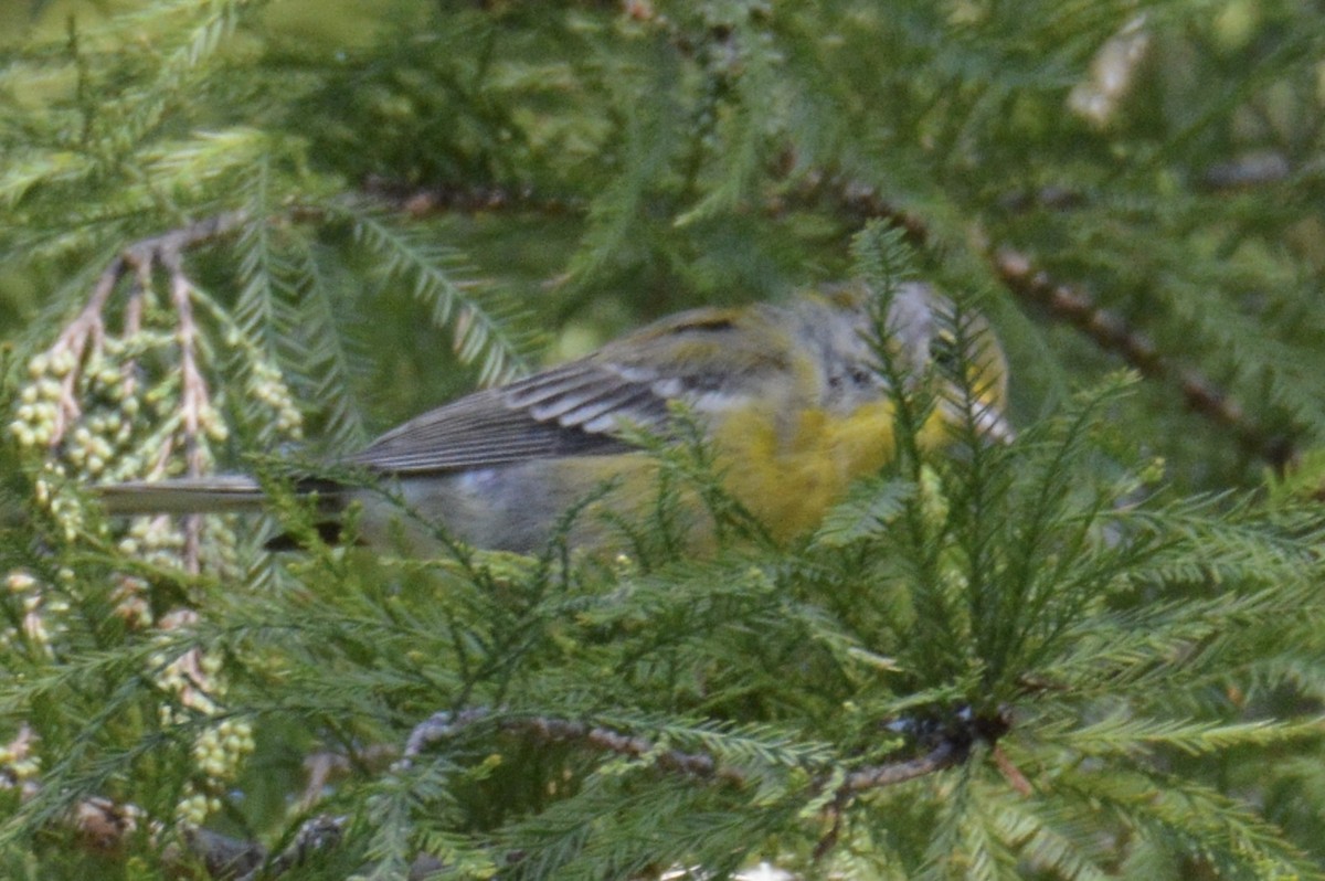 Pine Warbler - ML624563571