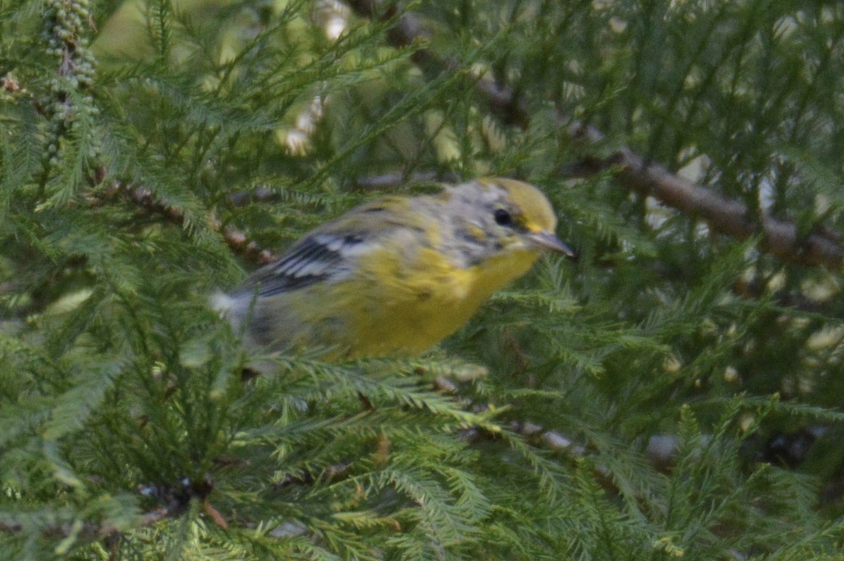 Pine Warbler - ML624563572