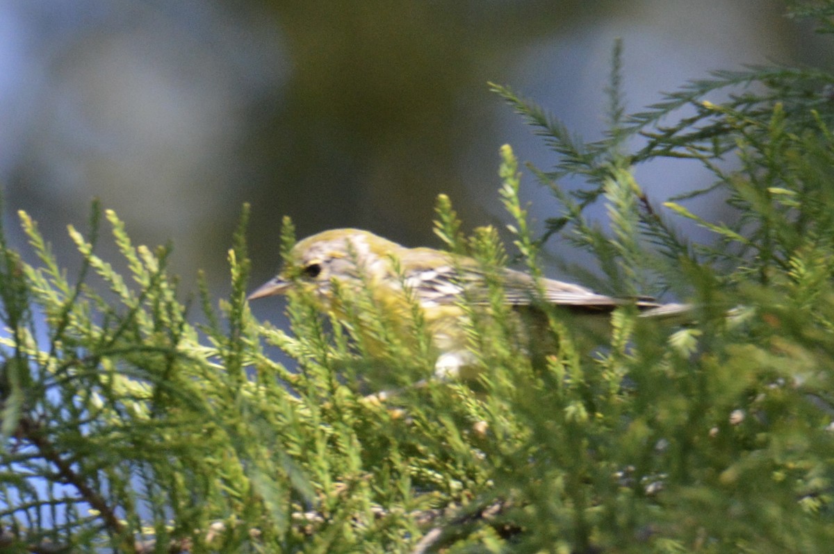 Pine Warbler - ML624563573