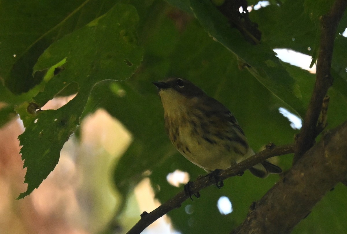 Yellow-rumped Warbler - ML624563574