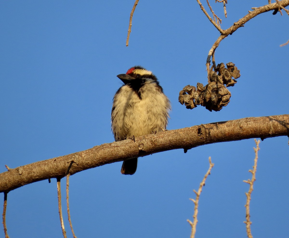 Pied Barbet - ML624563575