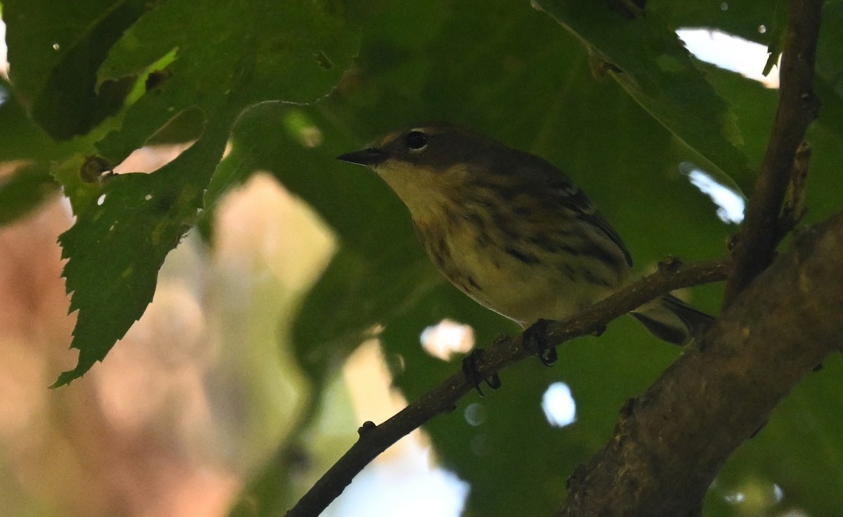 Yellow-rumped Warbler - ML624563576