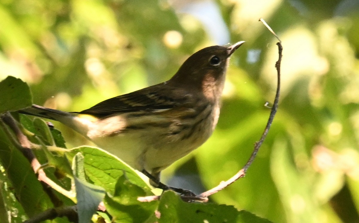 Yellow-rumped Warbler - ML624563577