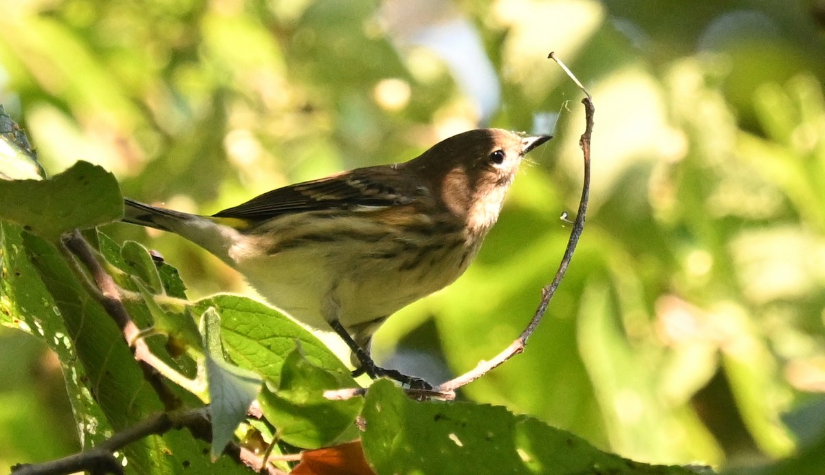 Yellow-rumped Warbler - ML624563578