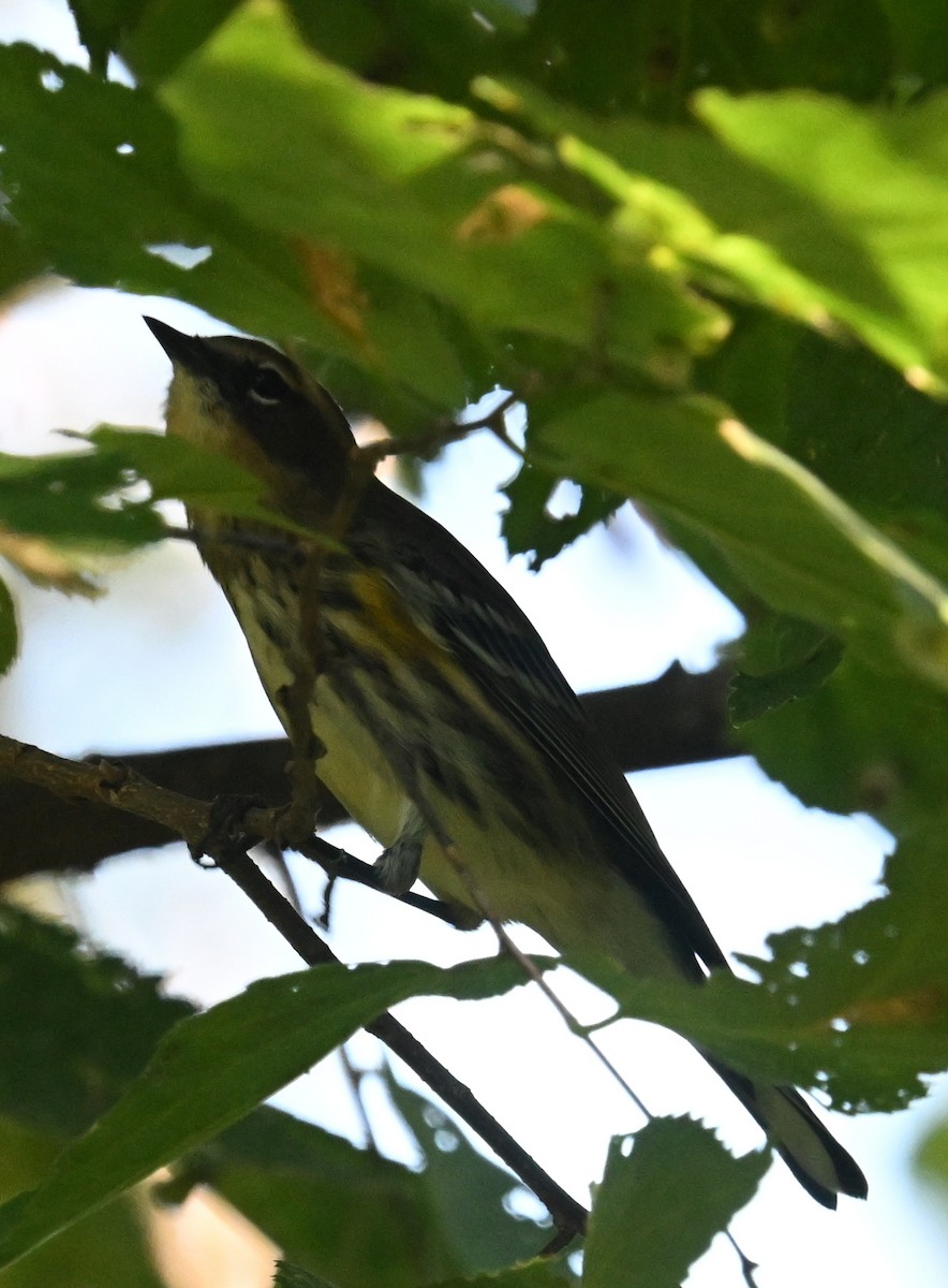 Yellow-rumped Warbler - ML624563579