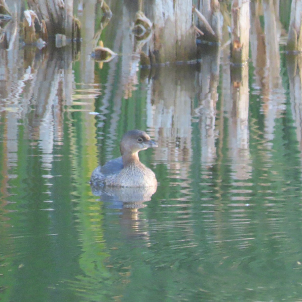 Pied-billed Grebe - ML624563580